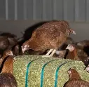 Chickens-pecking-lucerne-bale.webp